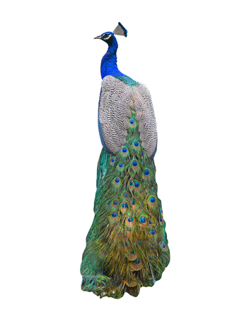 The Green Peafowl is capable of sustained flight and is often observed on wing.の写真素材