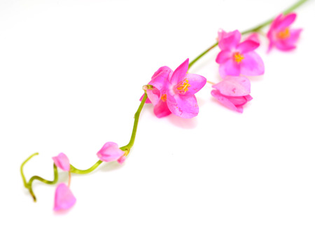 Colorful pink flower, Coral Vine (Antigonon leptopus) isolated on a white backgroundの写真素材