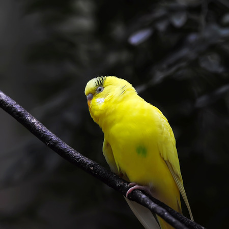 close-up portrait of budgerigar