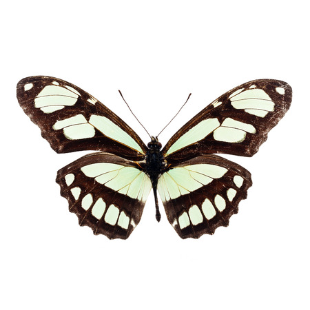 Colorful butterfly isolated on white backgroundの写真素材