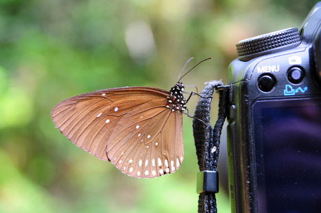 Beautiful butterfly on a camera lensの写真素材
