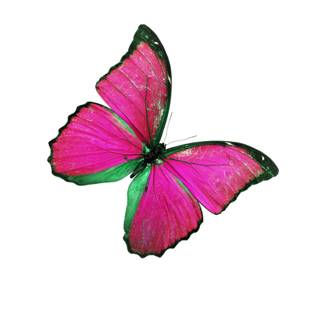 Beautiful Pink butterfly isolated on white backgroundの写真素材