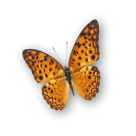 Beautiful yellow butterfly isolated on white backgroundの写真素材