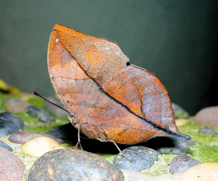 Colorful Butterfly on the stoneの写真素材