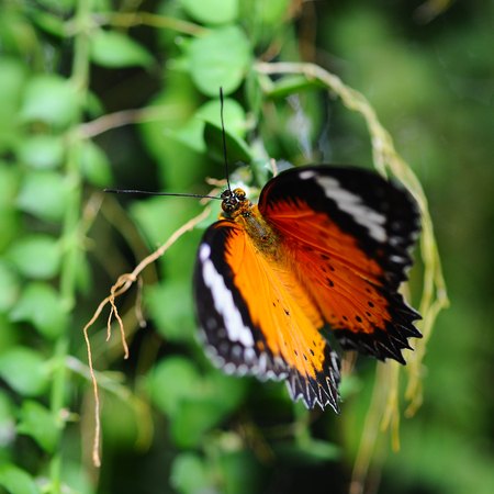 Soft-focus Beautiful Yellow butterflyの写真素材