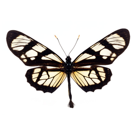 Beautiful Black and White Butterfly isolated on white backgroundの写真素材