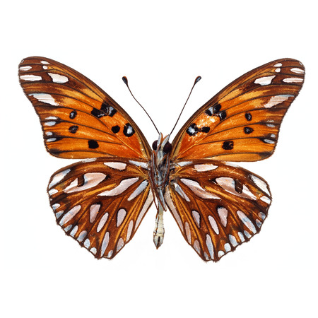 Beautiful Colorful Butterfly isolated on white backgroundの写真素材
