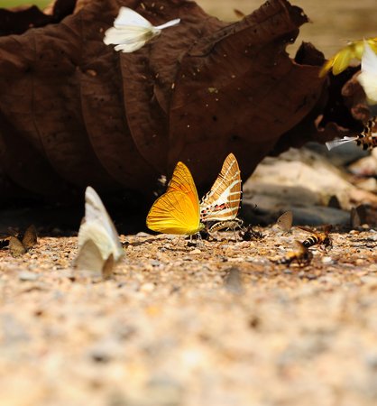 yellow butterfly on the groundの写真素材