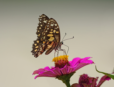 Beautiful Butterfly on flowersの写真素材