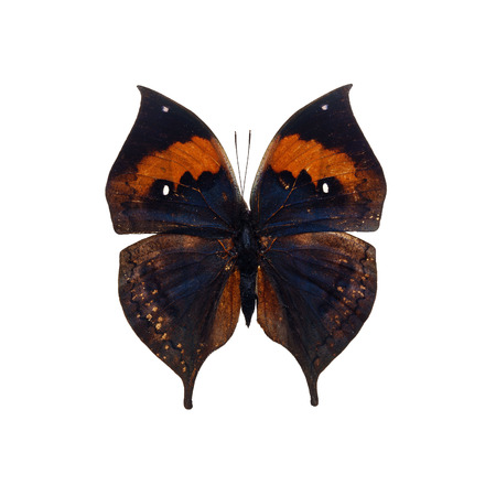 Colorful butterfly isolated on white backgroundの写真素材