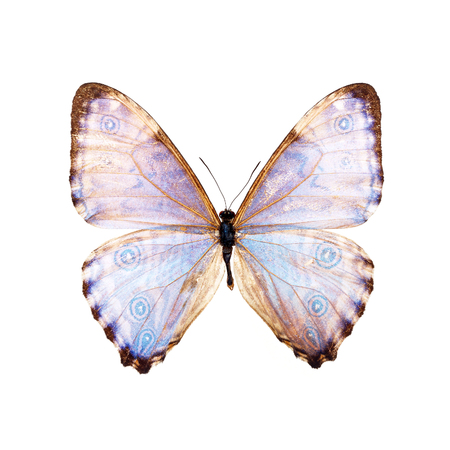 Beautiful Colorful Butterfly isolated on white backgroundの写真素材