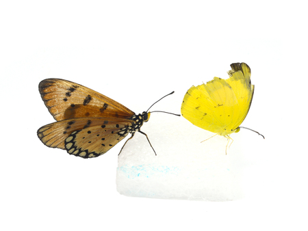 Beautiful Colorful Two Butterflyの写真素材