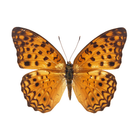Beautiful yellow butterfly isolated on white backgroundの写真素材