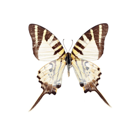 Beautiful colorful Butterfly isolated on white backgroundの写真素材