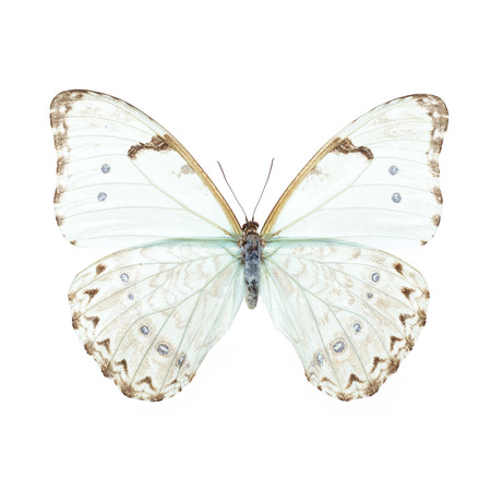 Beautiful Colorful Butterfly isolated on white backgroundの写真素材
