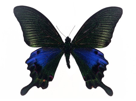  Butterfly flying colorful on white backgroundの写真素材