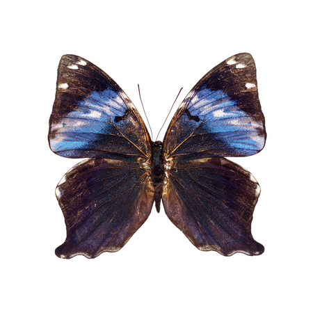 Beautiful colorful Butterfly isolated on white backgroundの写真素材