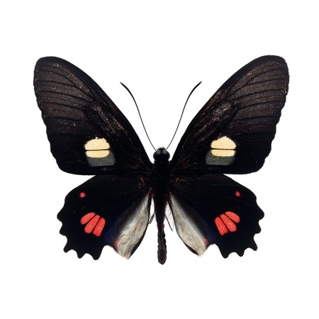 black butterfly isolated on whiteの写真素材
