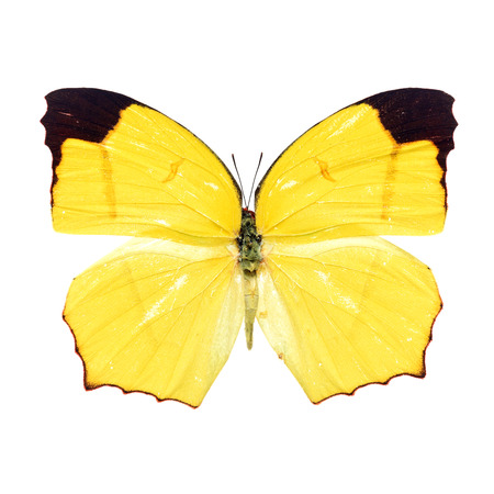 Beautiful colorful Butterfly isolated on white backgroundの写真素材