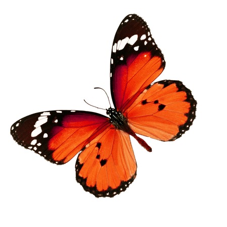 Beautiful Red butterfly isolated on white backgroundの写真素材