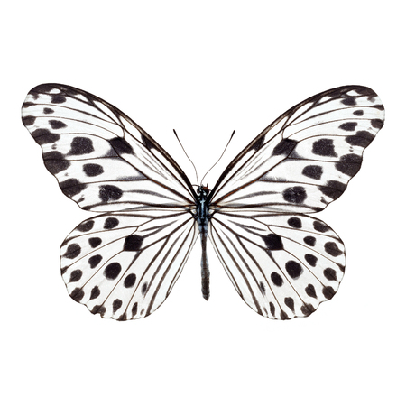 Beautiful colorful Butterfly isolated on white backgroundの写真素材