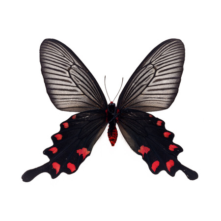 Beautiful colorful Butterfly isolated on white backgroundの写真素材
