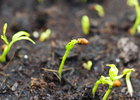 Bean Sproutsの写真素材