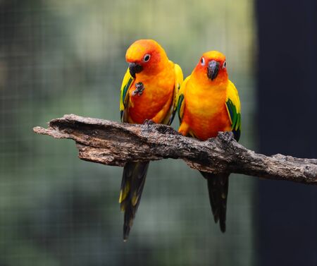 Colorful Sun Conure birdの写真素材