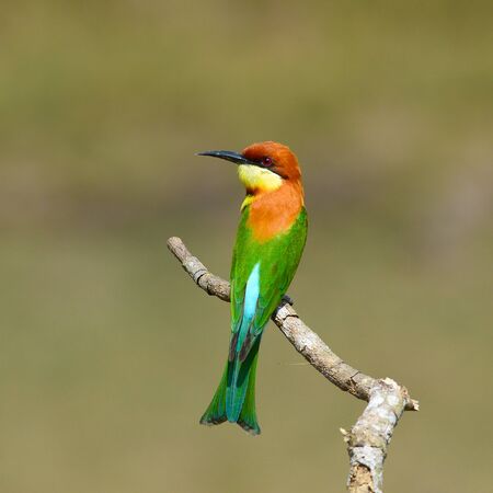 Bee eater Bird, Chestnut headed Bee-eater (Merops leschenaulti) nature in Thailandの写真素材