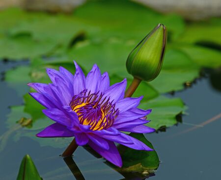 Beautiful water lillyの写真素材