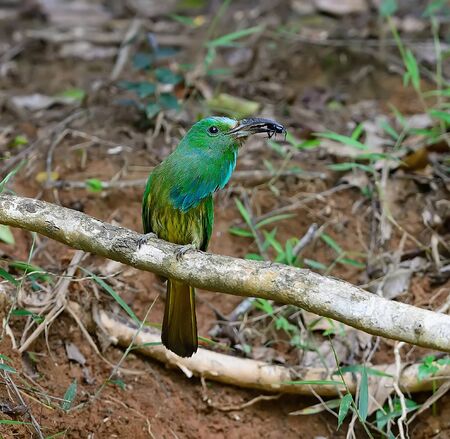 Bird Blue-Bearded Bee Eater in Thailandの写真素材