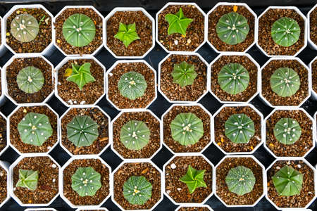 Emory's barrel cactus, Coville's barrel cactus (Ferocactus emoryi) Small cactus planted in white pot...