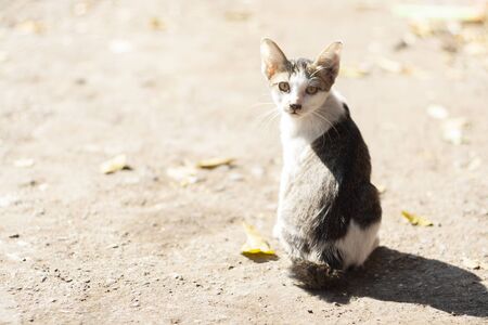 The stray kitten in blur background is looks at the camera in the morning sunの写真素材