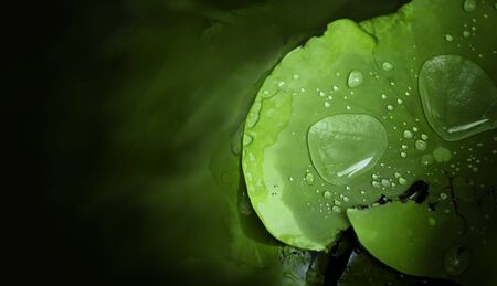 beauty and big drop on lotus leaf after raining, to make a fresh and comfortable feelingの写真素材