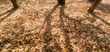 fallen leaves cover the ground, dry brown leaves cover the groundの写真素材
