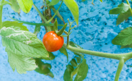 ripe tomato on branch in blue cement background, lovely color of tomato on branch with blue backgroundの写真素材