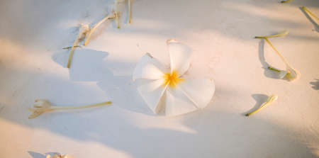 plumeria flowers fall on white cement floor with copy space testの写真素材