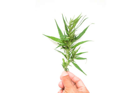 hand holding cannabis stem on white background, cannabis branch  with copy space textの写真素材