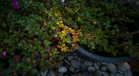 selective focus of ornamental plants small leaves in spot sunlightの写真素材