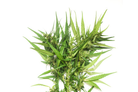 part of cannabis branch on white, cannabis branch  with copy space textの写真素材