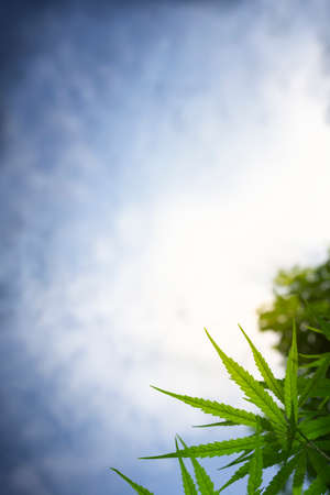 selective focus of cannabis' leaf group in cloud sky background with copy space textの写真素材