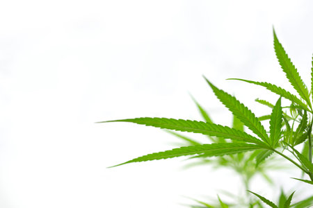 selective focus of cannabis branch on white, cannabis branch  with copy space textの写真素材
