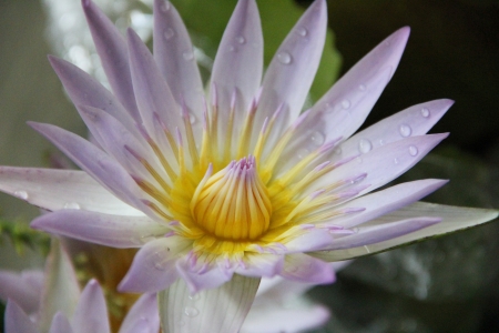 Lotus Flowerの写真素材