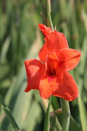 Gladiolus Flowerの写真素材