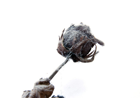 Dry roseの写真素材