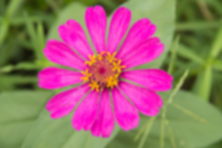 Cosmos Flowerの写真素材