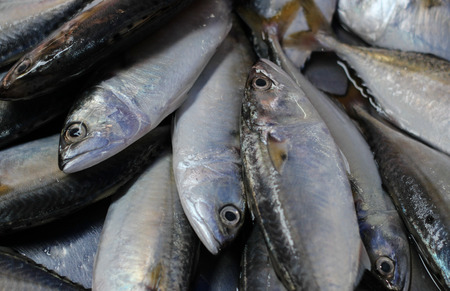 Fresh mackerel on the market