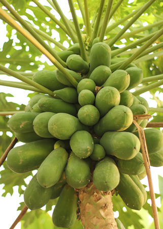 Papayaの写真素材