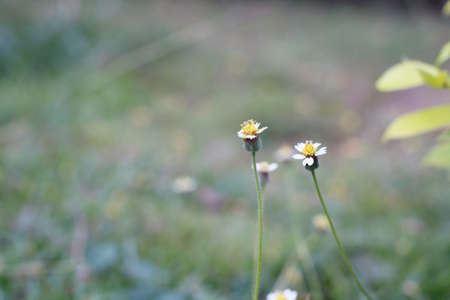 cute little grass flowers in the gardenの写真素材