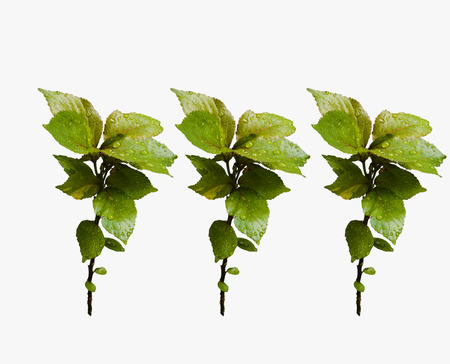 leafs isolated on white background